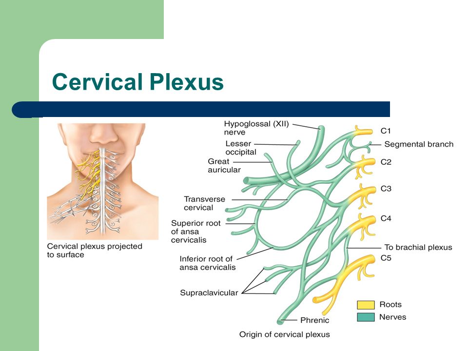 cervical plexus dr najeeb torrent